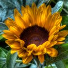 Sonnenblume HDR