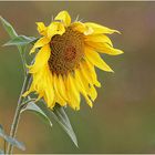 Sonnenblume (Helianthus annuus)