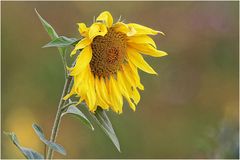 Sonnenblume (Helianthus annuus)