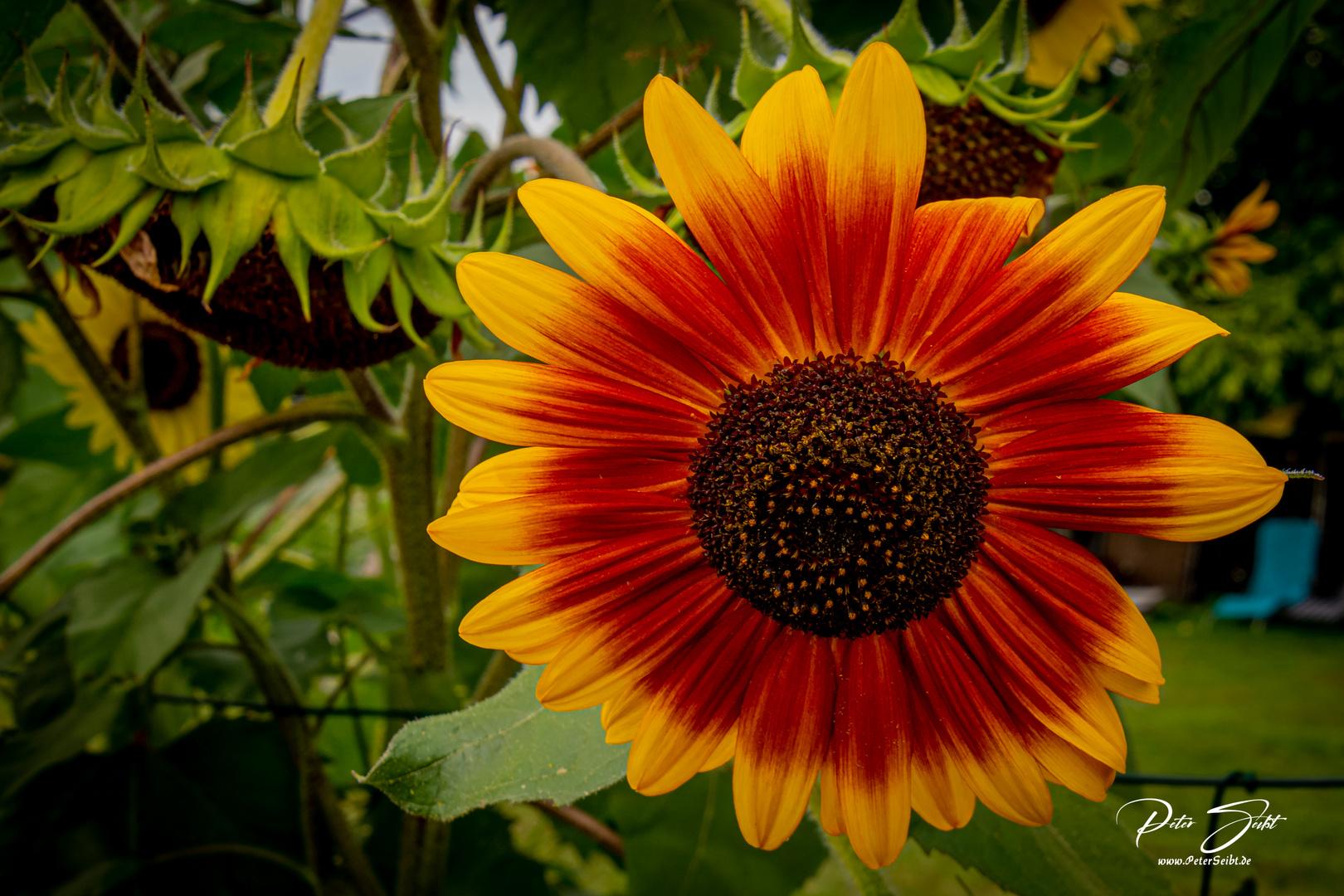 Sonnenblume (Helianthus annuus)