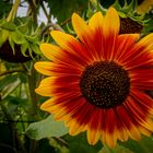 Sonnenblume (Helianthus annuus)