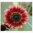 Sonnenblume (Helianthus annuus)