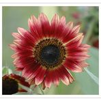 Sonnenblume (Helianthus annuus)