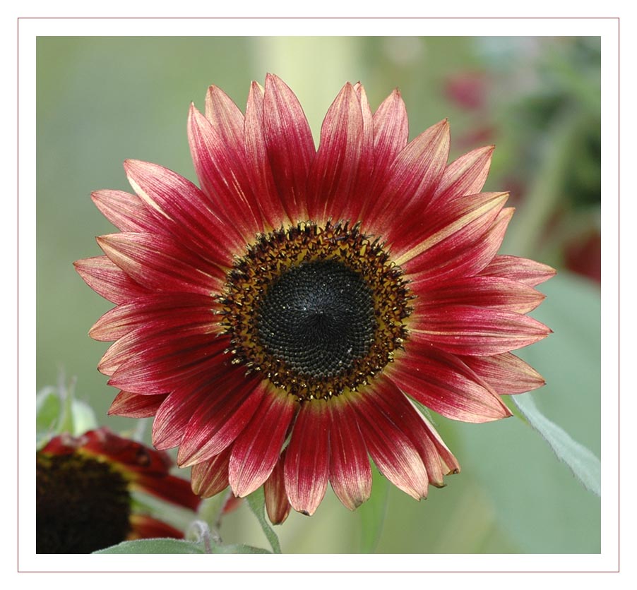 Sonnenblume (Helianthus annuus)