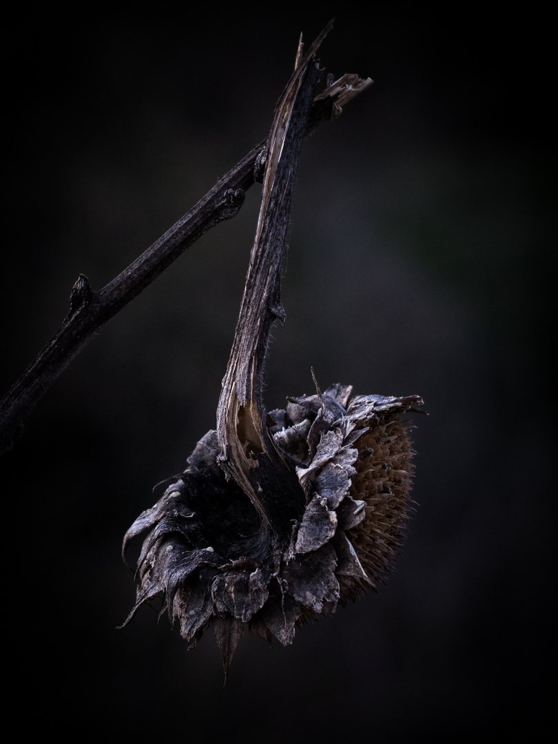 Sonnenblume (Helianthus annuus)