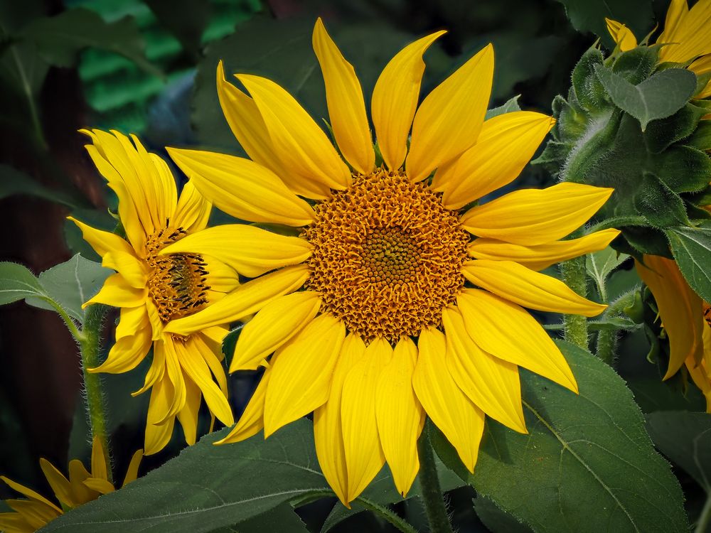   Sonnenblume (Helianthus annuus)