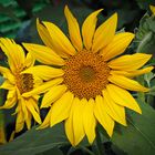   Sonnenblume (Helianthus annuus)