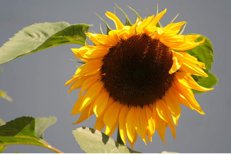 Sonnenblume (Helianthus annuus)