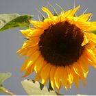 Sonnenblume (Helianthus annuus)