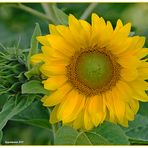 Sonnenblume (Helianthus annuus)