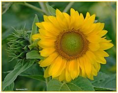 Sonnenblume (Helianthus annuus)