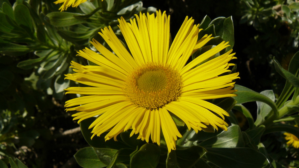 Sonnenblume (Helianthus annuus)