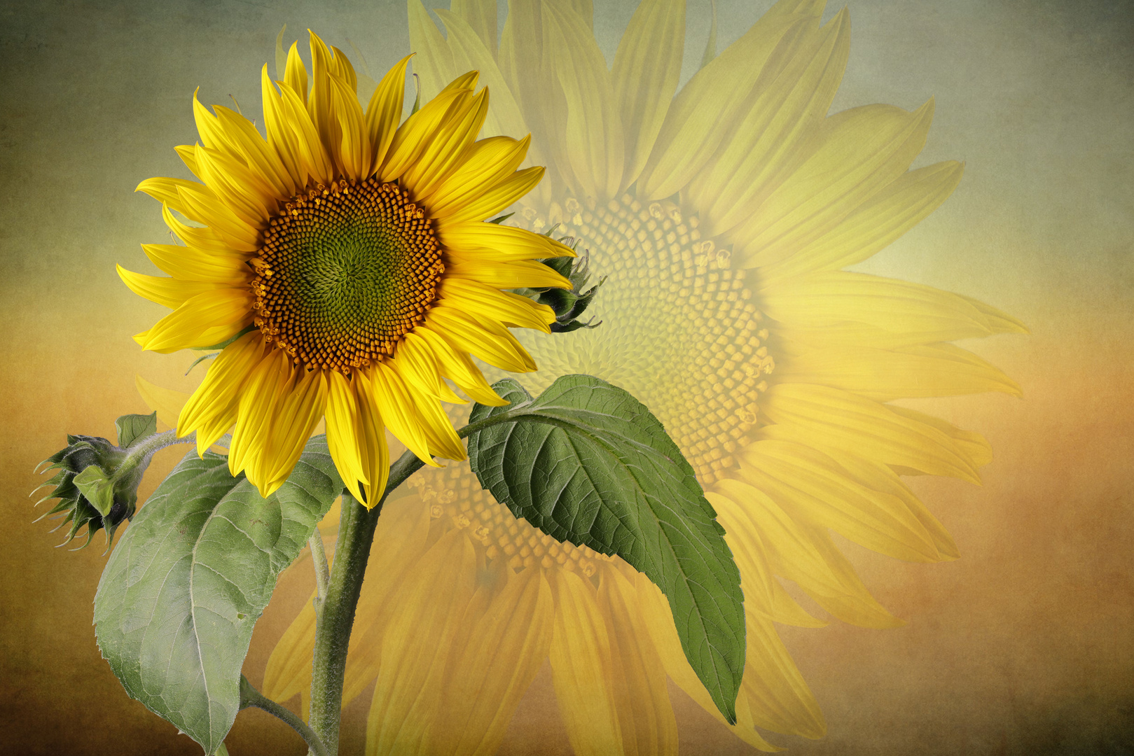 Sonnenblume (Helianthus annuus)