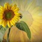 Sonnenblume (Helianthus annuus)