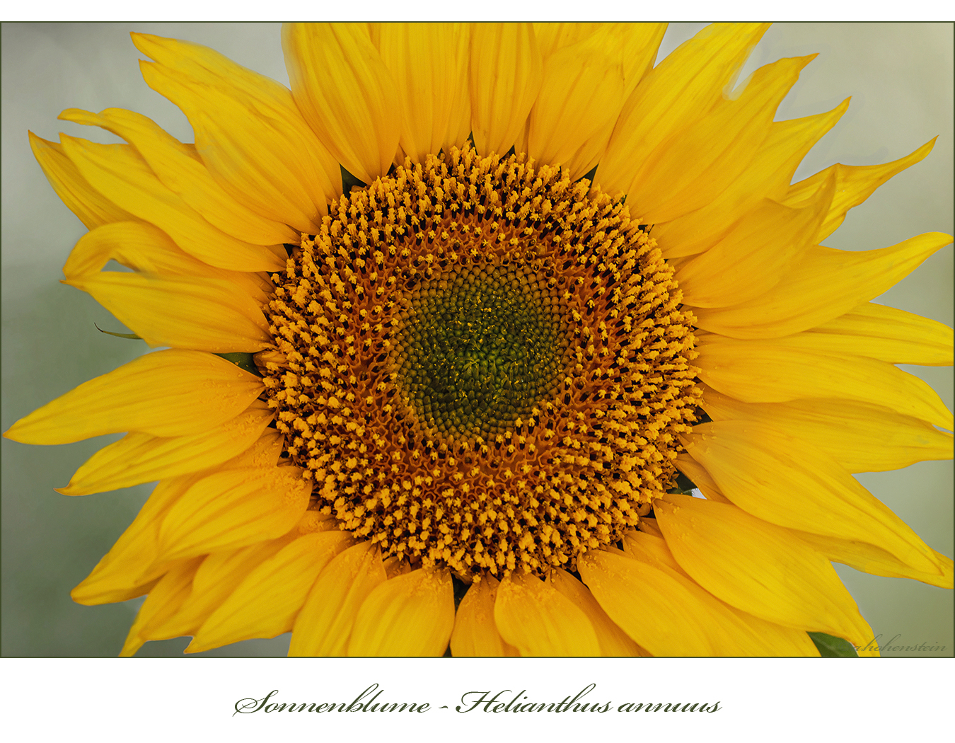 Sonnenblume - Helianthus annuus...