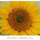 Sonnenblume - Helianthus annuus...