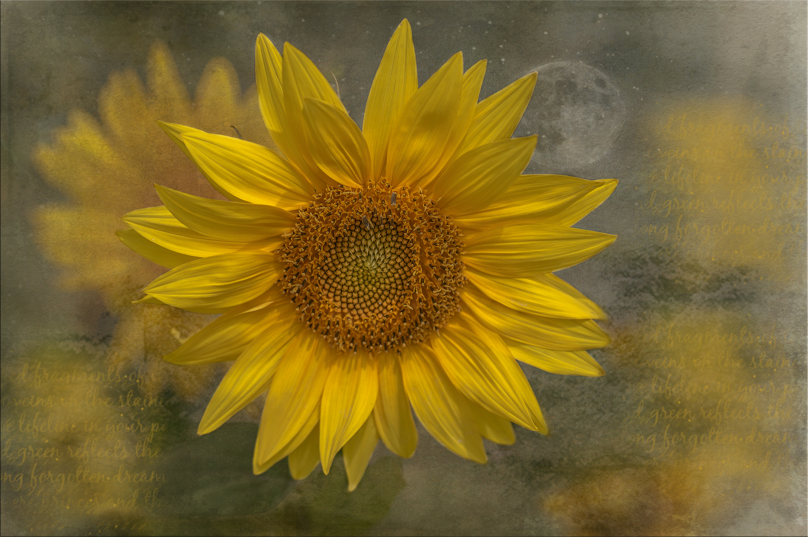 Sonnenblume (Helianthus annuus) 