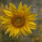 Sonnenblume (Helianthus annuus) 