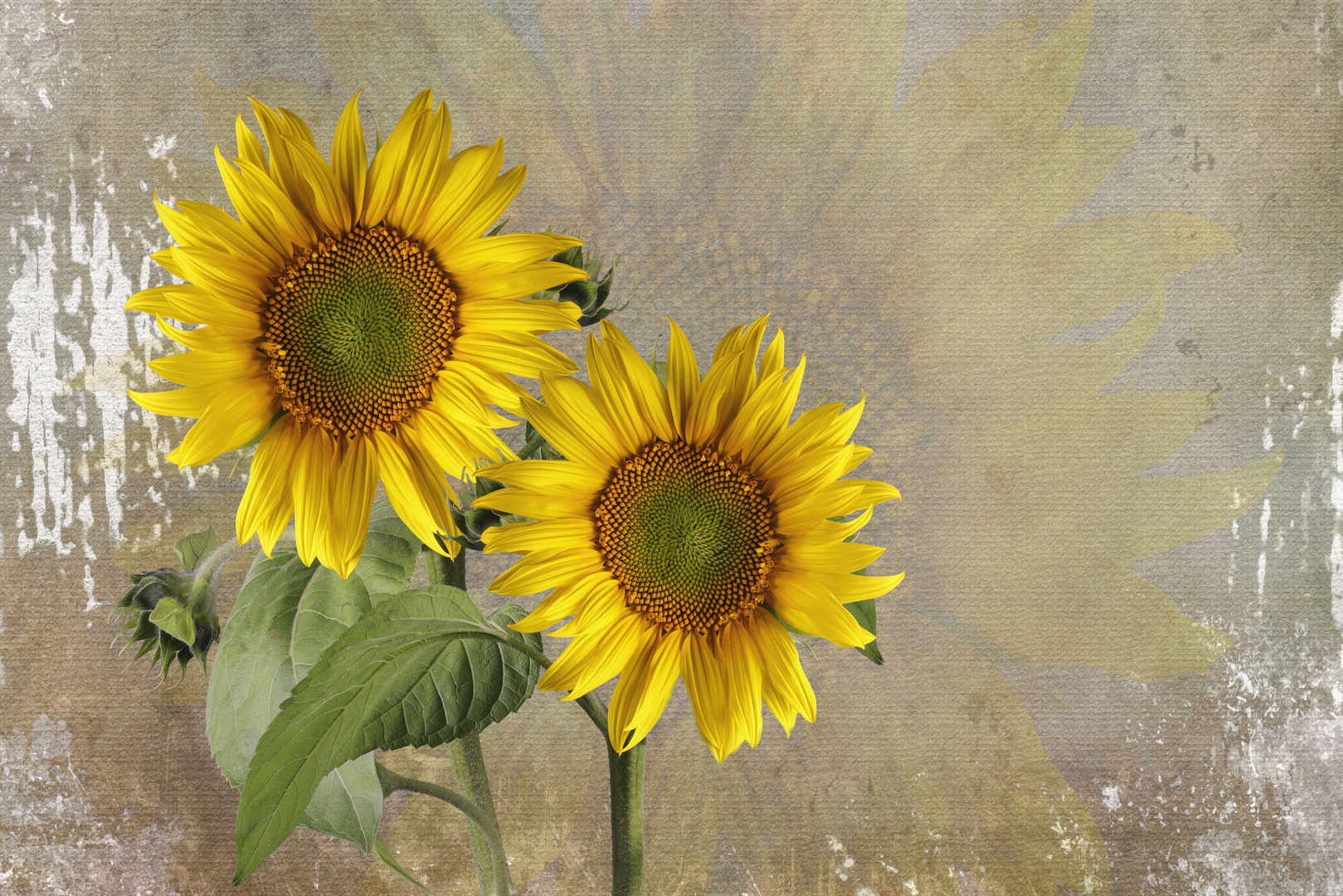  Sonnenblume (Helianthus annuus)