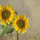  Sonnenblume (Helianthus annuus)