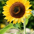 Sonnenblume (Helianthus annuus), common sunflower