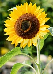 Sonnenblume (Helianthus annuus), common sunflower