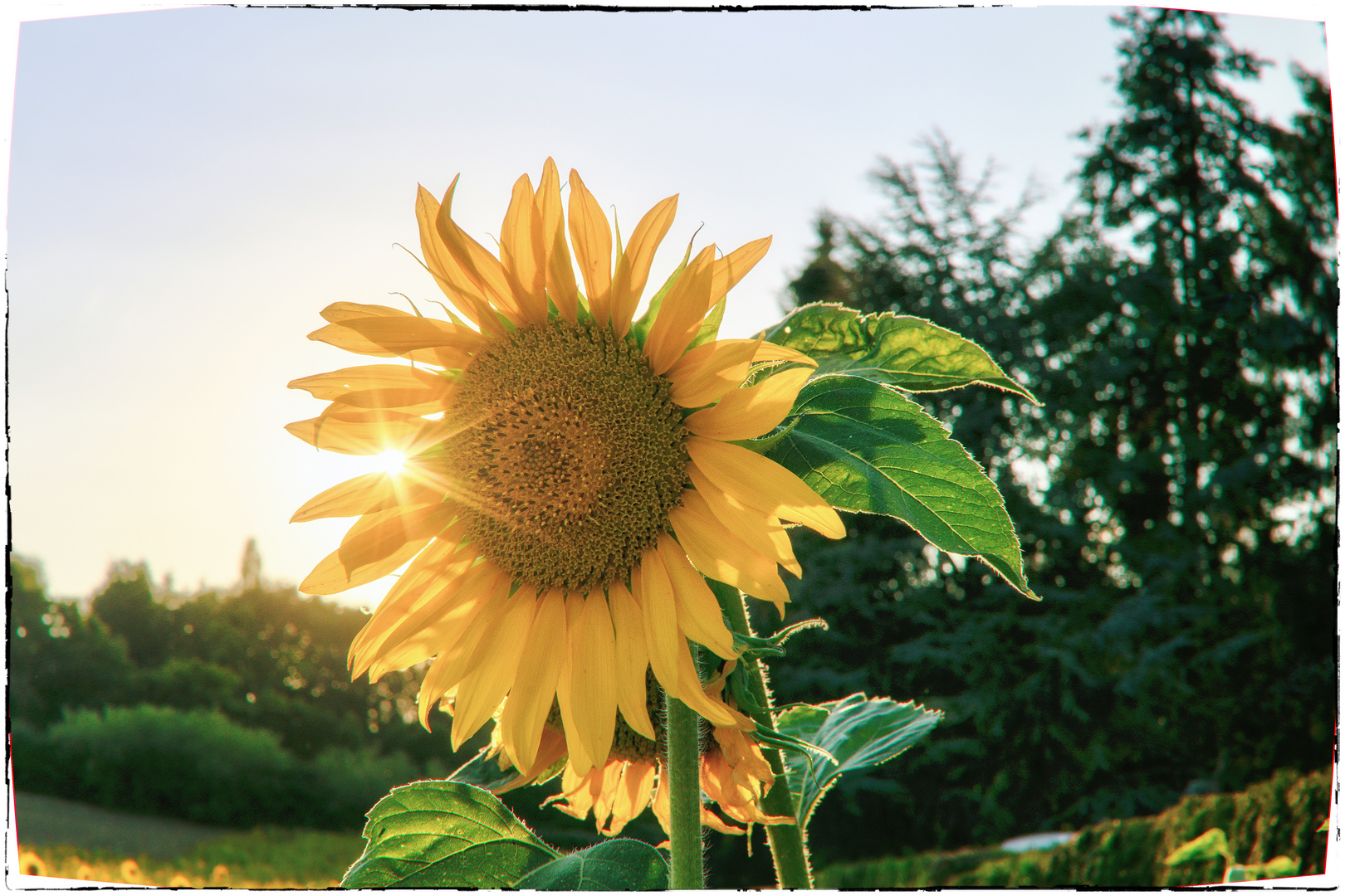 Sonnenblume (Helianthus annuus), common sunflower