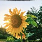 Sonnenblume (Helianthus annuus), common sunflower