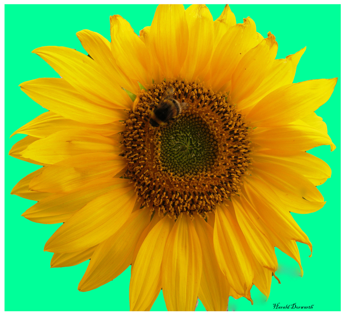 Sonnenblume (Helianthus annuus)