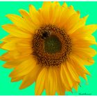 Sonnenblume (Helianthus annuus)