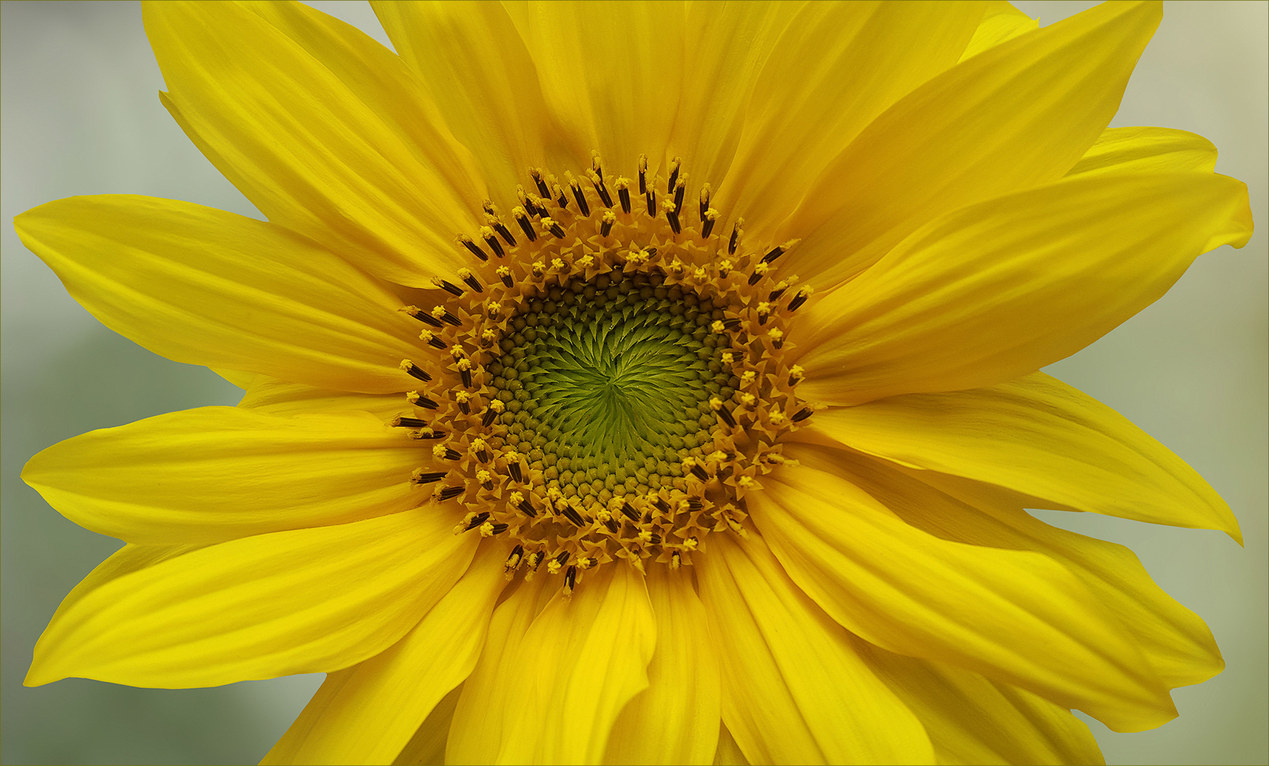 Sonnenblume - Helianthus annuus...