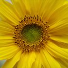 Sonnenblume - Helianthus annuus...
