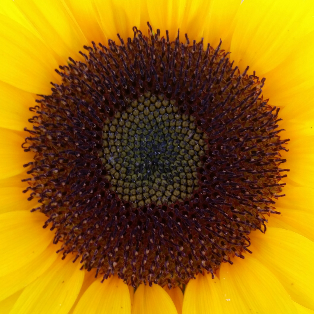 Sonnenblume - Helianthus annuus