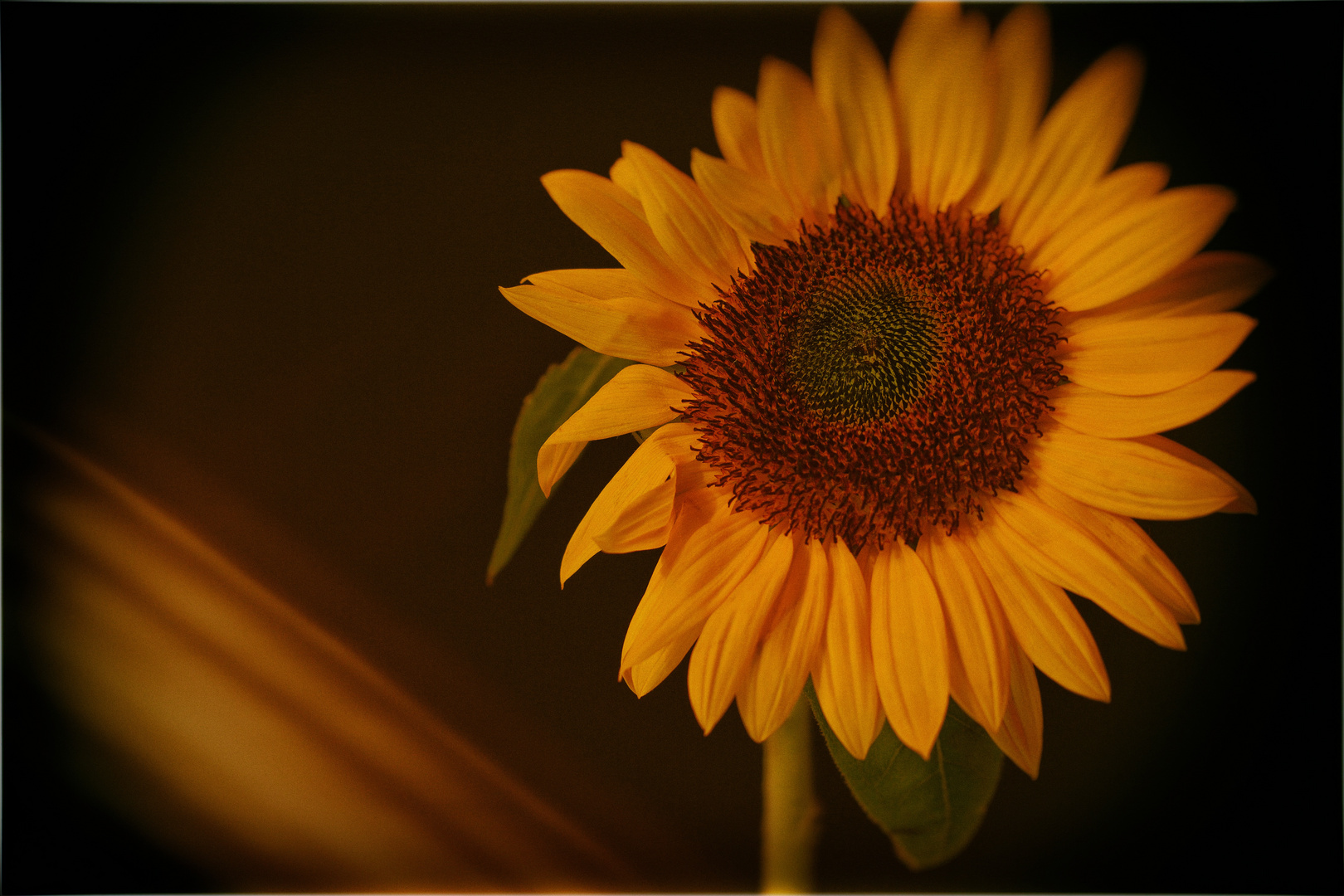 Sonnenblume (Helianthus annuus)