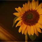 Sonnenblume (Helianthus annuus)