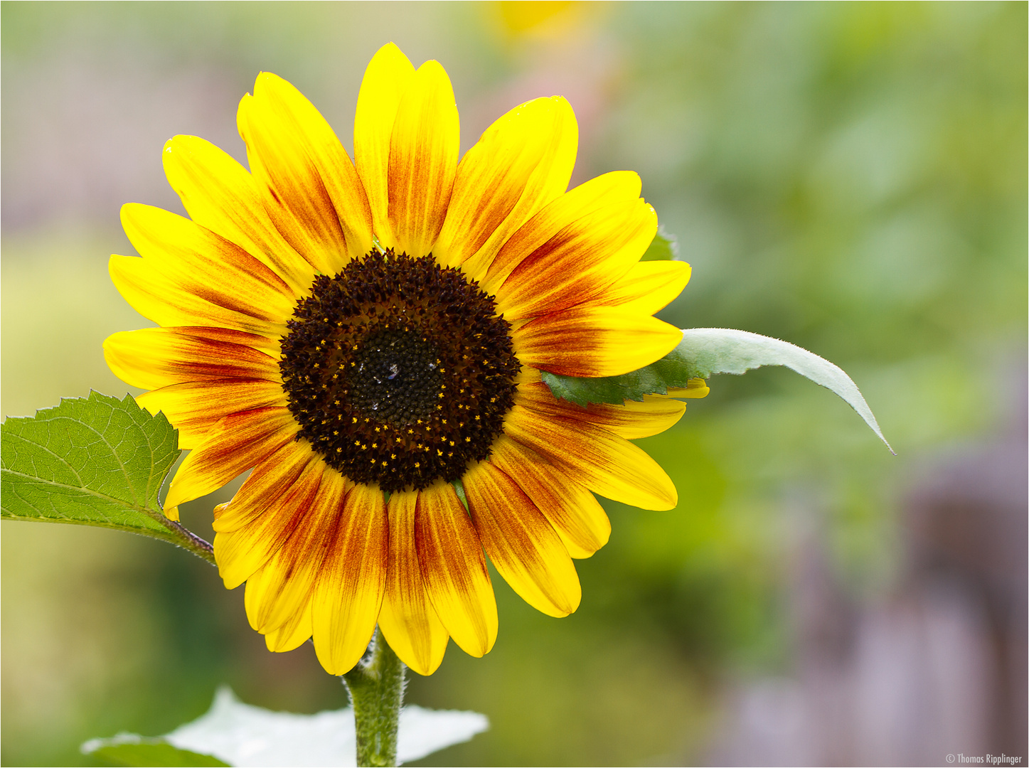 Sonnenblume (Helianthus). D