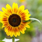 Sonnenblume (Helianthus). D