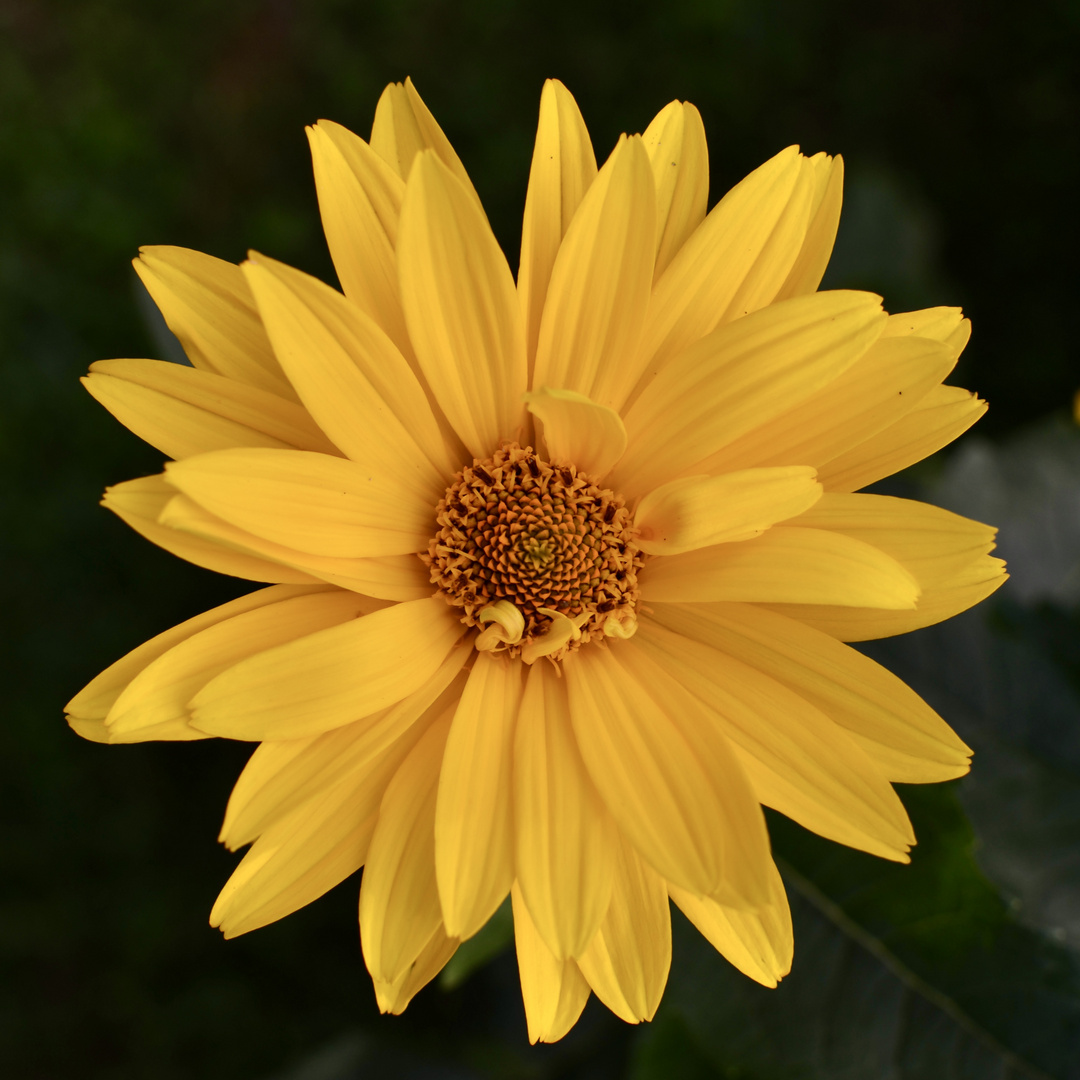 Sonnenblume Helianthus Gartenblume / Sunflower Helianthus Garden flower