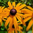 Sonnenblume  - Helianthus petiolariss