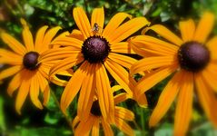 Sonnenblume  - Helianthus petiolariss