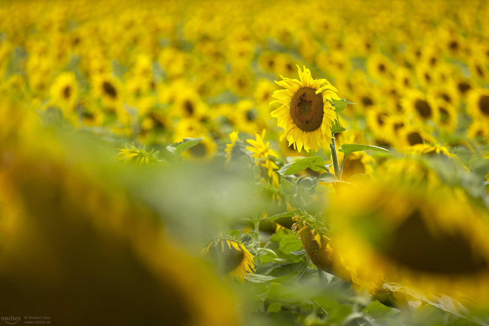 Sonnenblume herausragend