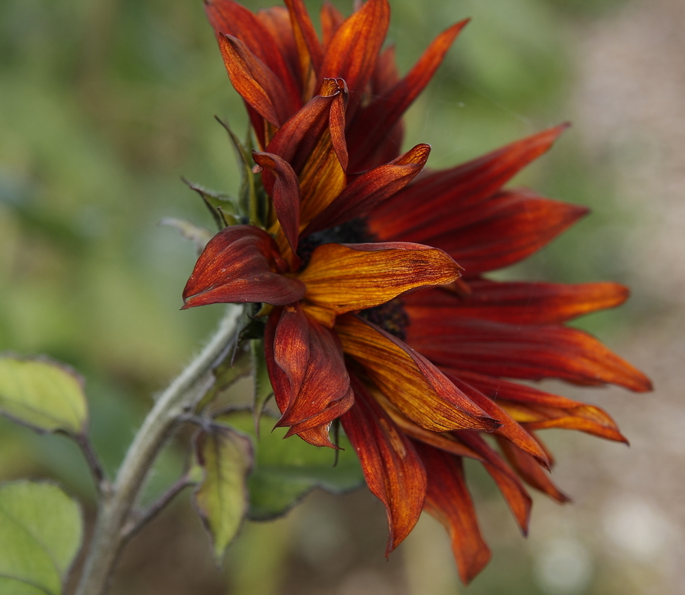 Sonnenblume - Herbstschönheit