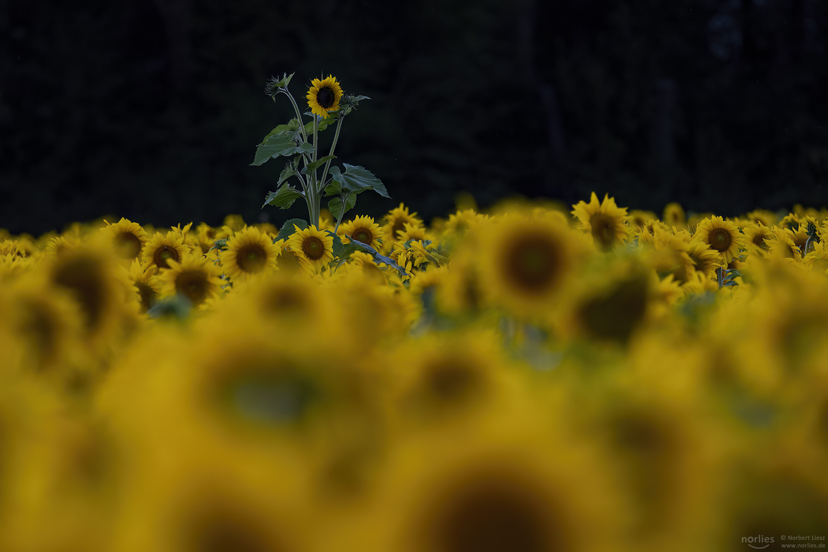 Sonnenblume hervorragend