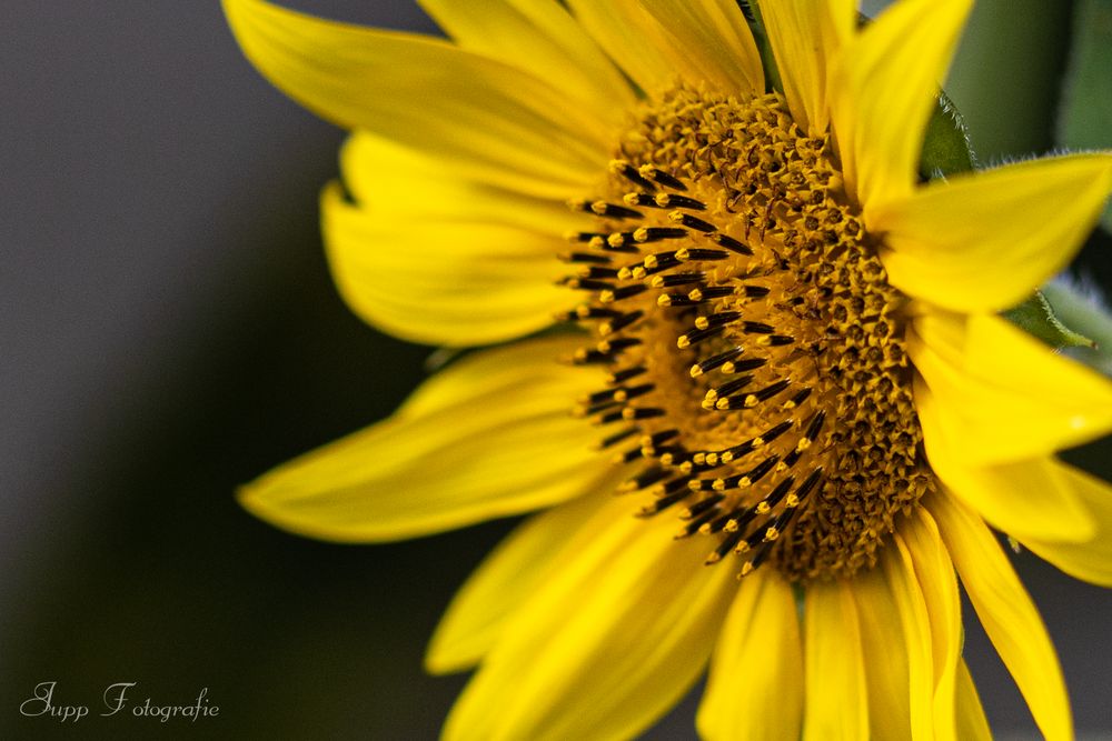 Sonnenblume - heute von der Seite