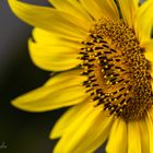 Sonnenblume - heute von der Seite