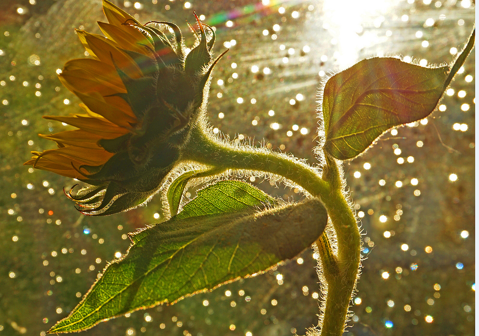 Sonnenblume hinter dem Fenster