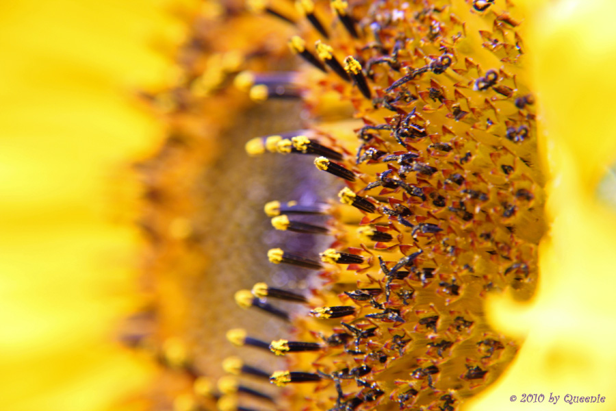 Sonnenblume I