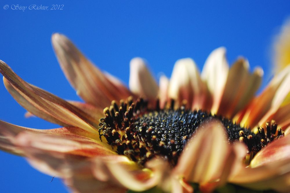 Sonnenblume I (Variante 2)