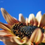 Sonnenblume I (Variante 2)