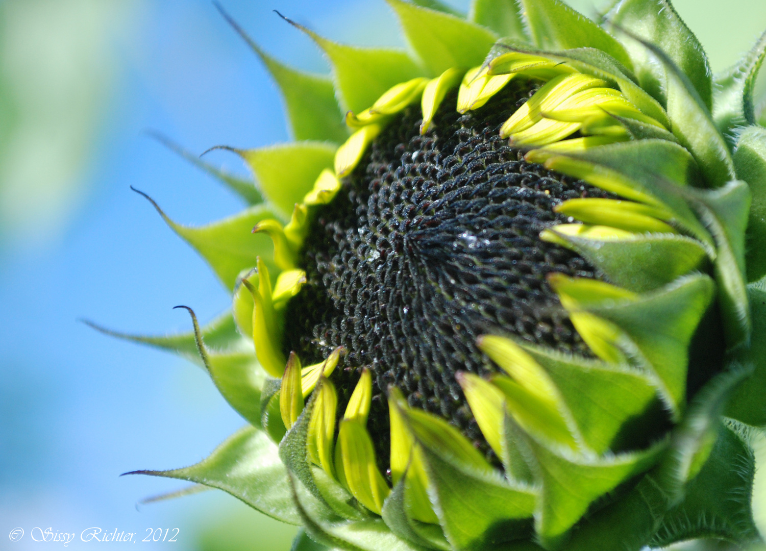 Sonnenblume II